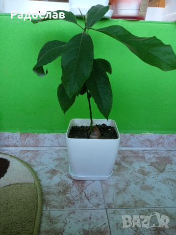 Авокадо дърво