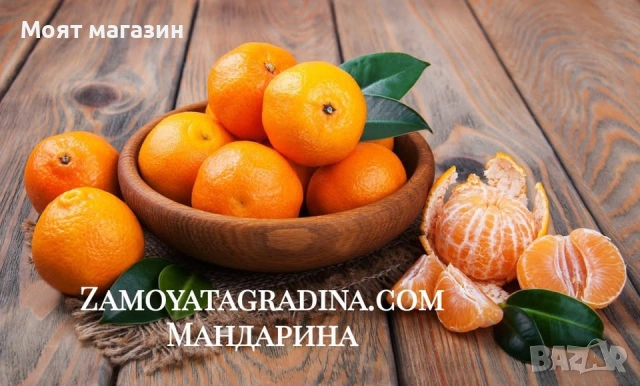 Мандарина - фиданки