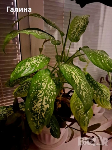 Дифенбахия + Пурпорно сърце, снимка 11 - Стайни растения - 51187234