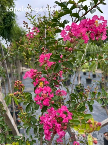 лагерстремия Индиски люляк