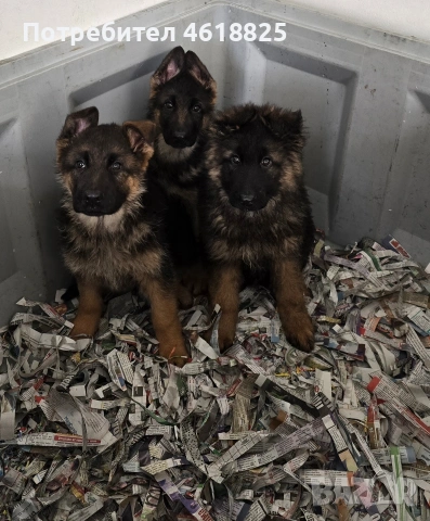 Немски овчарки Топ, снимка 9 - Немска овчарка - 53389024