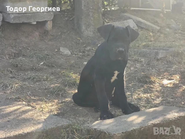 КУЧЕТА КАНЕ КОРСО, снимка 8 - Кане корсо - 55778338