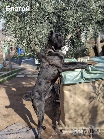 Кане Корсо, снимка 5 - Други - 53487356