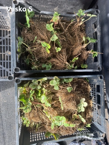 Ягоди малини разсад , снимка 7 - Разсади - 53746508