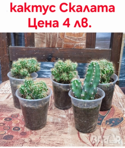 Красота в градината и на балкона, снимка 4 - Градински цветя и растения - 46135404