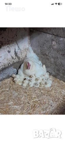 Бяло Брезе, снимка 3 - Кокошки и пуйки - 51311405