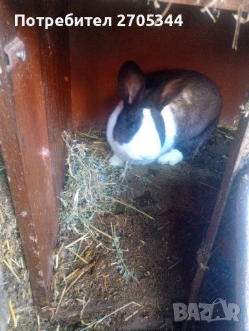 Мъжки заек град. ПАЗАРДЖИК , снимка 2 - Други - 53817598