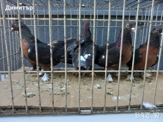 Продавам гълъби Миро може и бартер , снимка 3 - Гълъби - 51092225