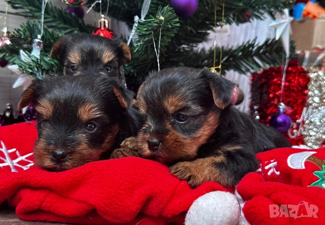 Мини йорки, снимка 4 - Йоркширски териер - 52854416