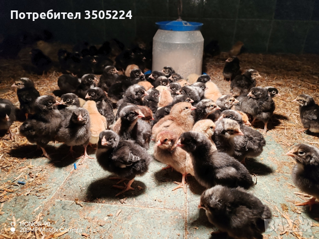 Еднодневни пилета , снимка 1 - Кокошки и пуйки - 44739982
