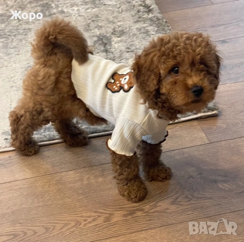 Той пудел- момиче, снимка 2 - Пудели - 52105584