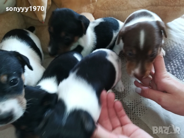 ДЖАК РЪСЕЛ-250ЛВ ЗА КУТРЕ 2409251049, снимка 13 - Джак ръсел териер - 51817566