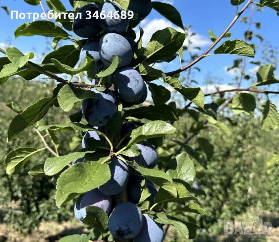 Продавам сини сливи, снимка 2 - Други - 55784408