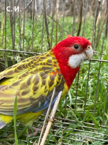 Двойка пъстри розели 