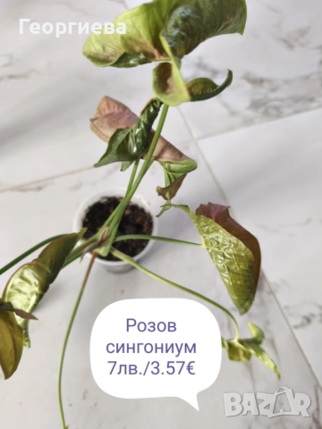 филодендрон, маранта, аглаонема, снимка 5 - Стайни растения - 50859161