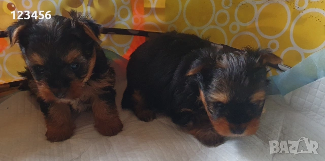 Малки йоркита , снимка 3 - Йоркширски териер - 53747767