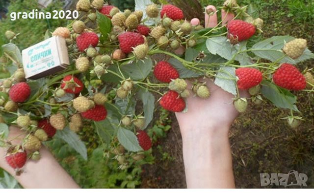     Малина Химбо Топ - Himbo Top, снимка 4 - Разсади - 42222063