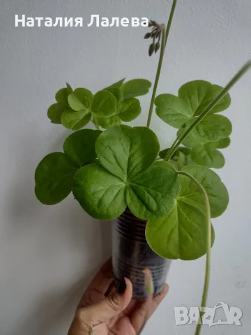 оксалис, oxalis Bowiei