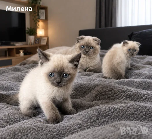 Шотландски котета Колорпойнт , снимка 6 - Други - 56320002
