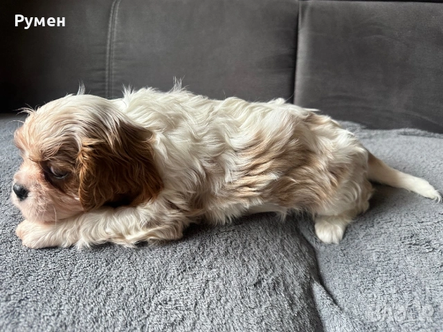 Продавам малки каварчета, снимка 8 - Кавалер кинг чарлз шпаньол - 53594873