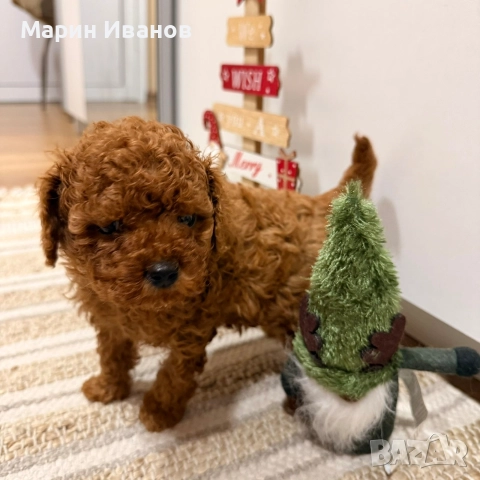 Пуделче, момче с две ваксини!, снимка 3 - Пудели - 52832544