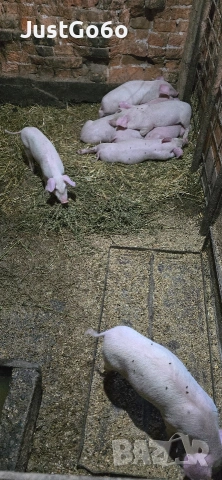 Продавам малки прасета