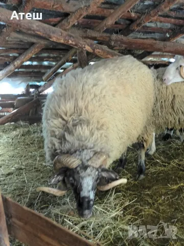 коч кочове овен , снимка 8 - Овце - 47352865