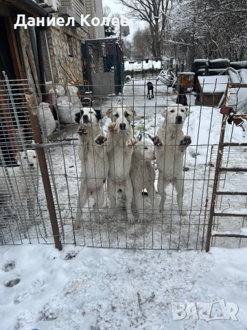 Продавам женски алабаи