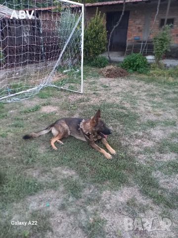 Немска овчарка 3г.,мъжки., снимка 2 - Немска овчарка - 51851909