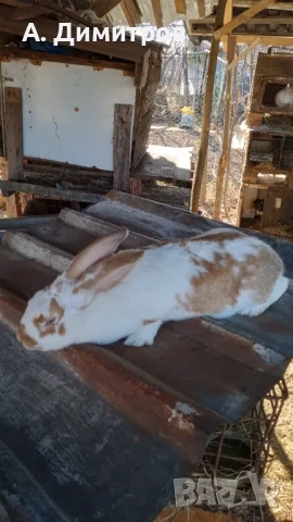 Зайци , снимка 1