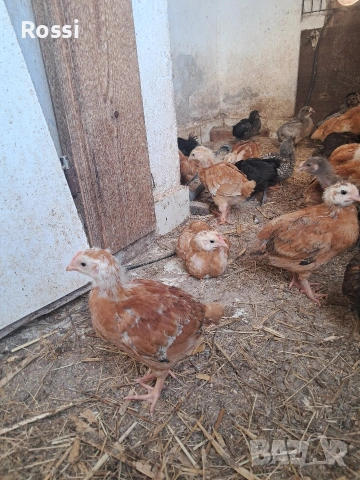 Пилета на 30дни