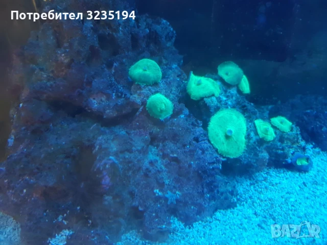 Живи камъни, снимка 3 - Оборудване за аквариуми - 51070170