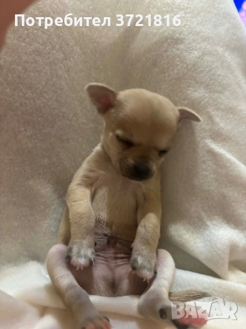 Мъжко чихуахуа на 60 дни с паспорт и две ваксини , снимка 5 - Чихуахуа - 52696074