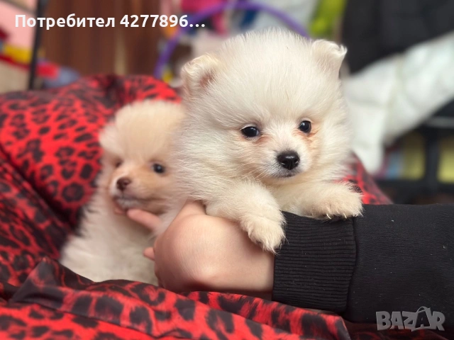 Померан , снимка 4 - Померан - 53702838