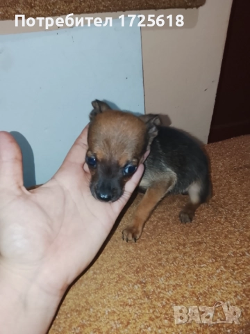 Здравейте, две момичета пинчерчета, снимка 2 - Пинчер - 52505394