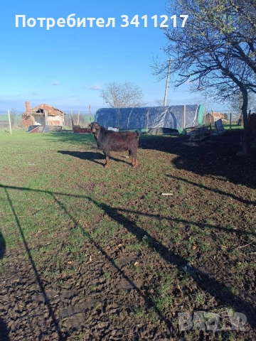 продавам пръч, снимка 4 - Кози - 52028404