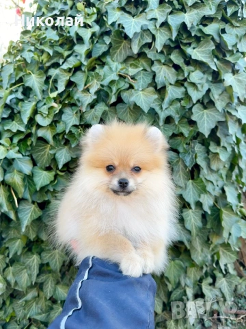 Померан мини момче със втора ваксина, снимка 4 - Померан - 53824469