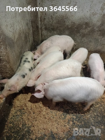 малки прасета, снимка 4 - Прасета - 52900634