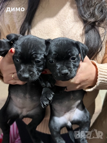 Английски стафордширски бултериер, снимка 12 - Други - 52136623