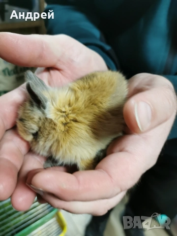 Мини декоративни зайчета отново налични, снимка 3 - Декоративни зайчета - 53857817