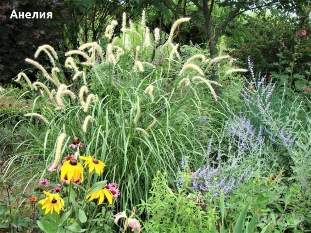 Декоративна трева с бели класове , снимка 2 - Градински цветя и растения - 51234939