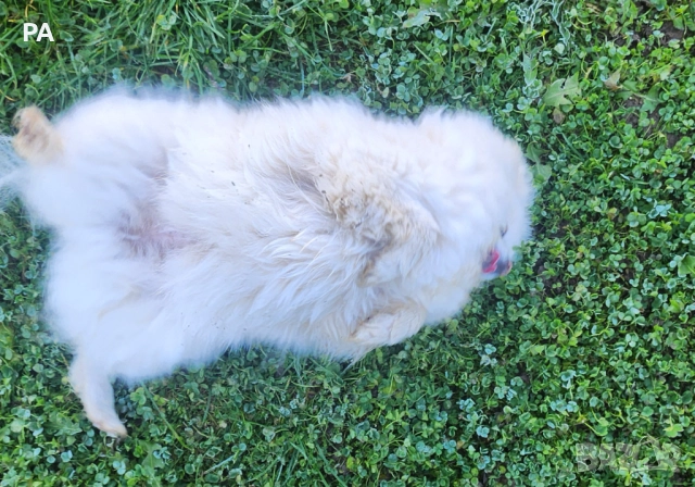 Продавам женски померан , снимка 7 - Померан - 52732304