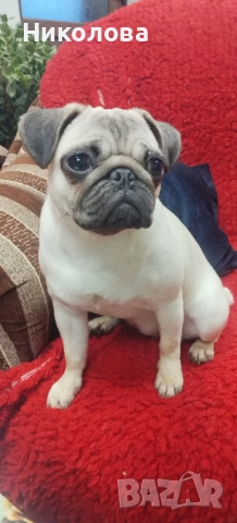 Мопс, снимка 5 - Мопс - 52787633