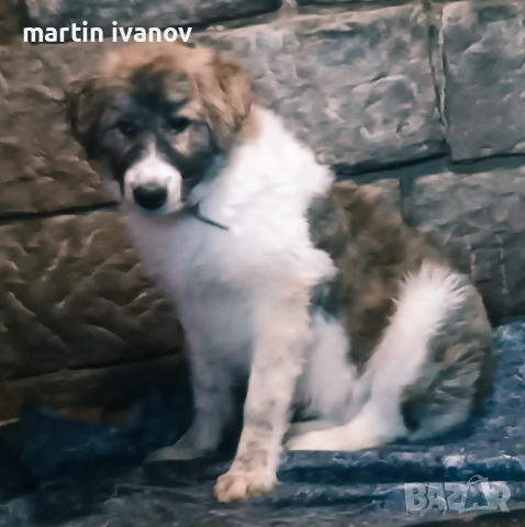 Каракачанско куче, снимка 2 - Каракачанска овчарка - 52745249