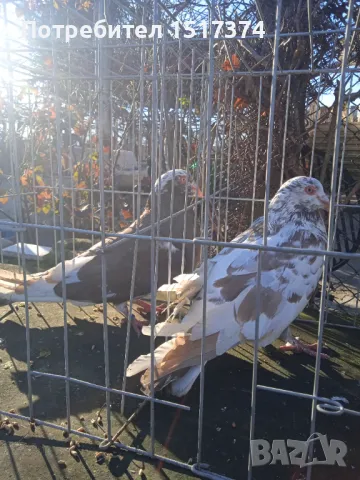 Римски гълъби / Рьомери , снимка 1