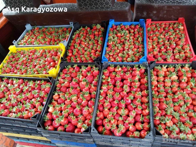 разсад ягоди и малини, снимка 9 - Разсади - 53755752