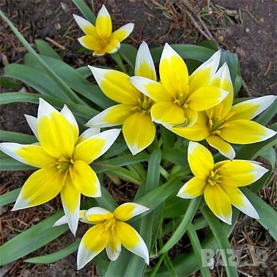 Ботаническо Лале, снимка 1