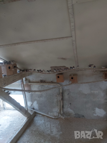 Продовам чифтове амадини, снимка 1