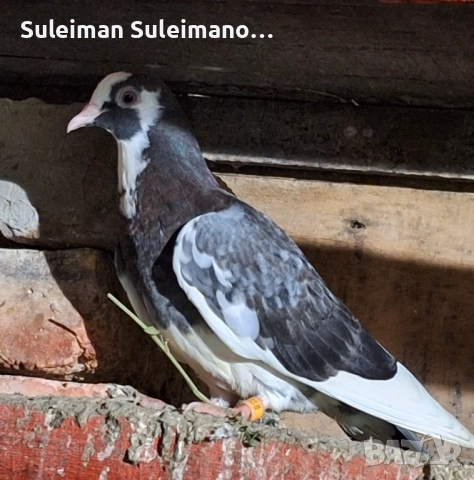 Гълъби на въртене 40 лв всичките, снимка 3 - Гълъби - 52514591