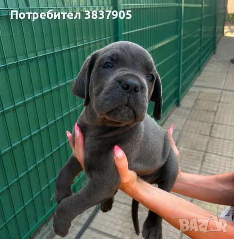 кученца Кане корсо, снимка 10 - Кане корсо - 55791901